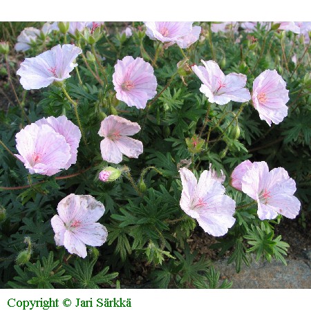 Geranium sanguineum var. striatum
